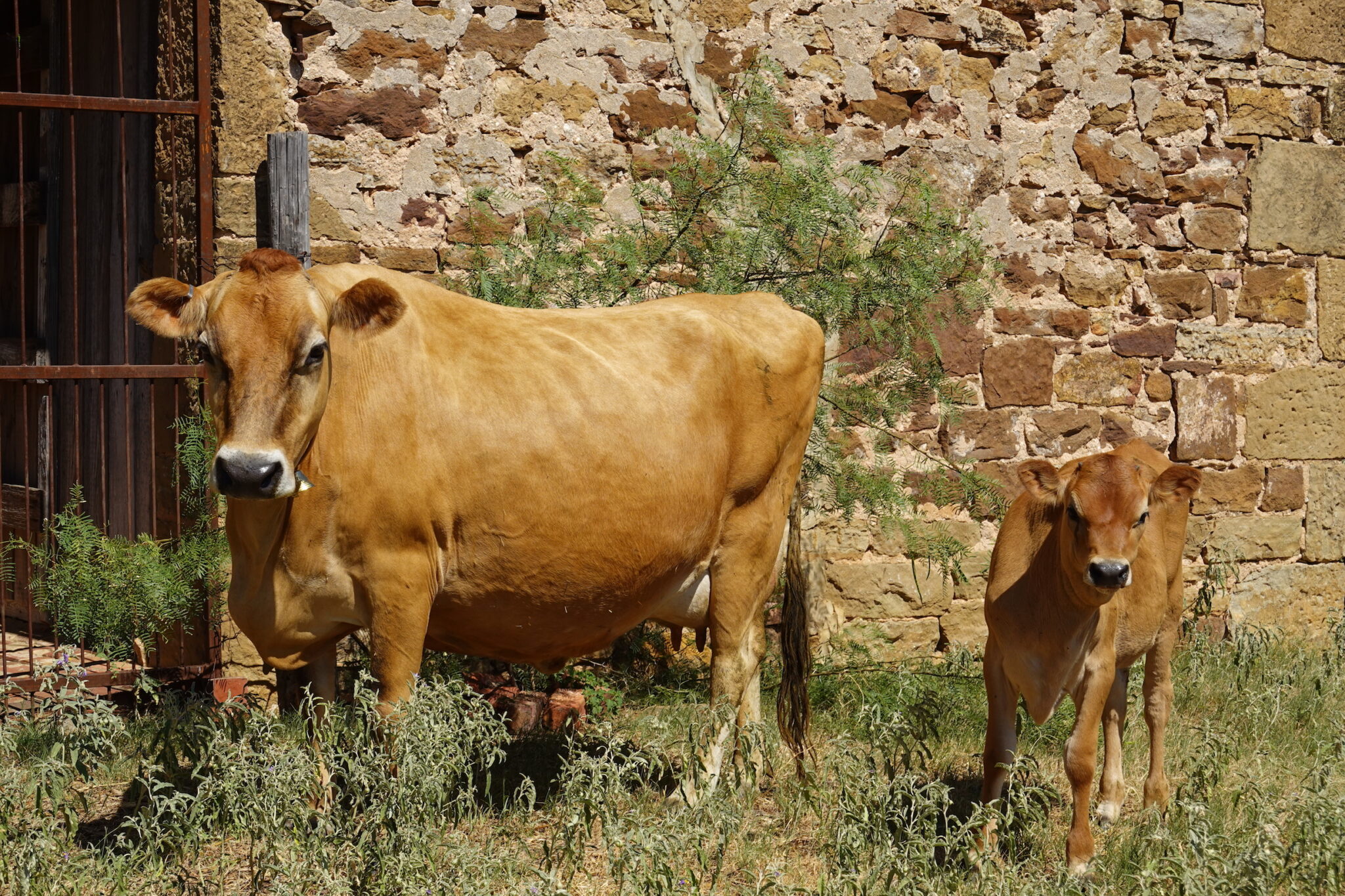 buying family milk cows