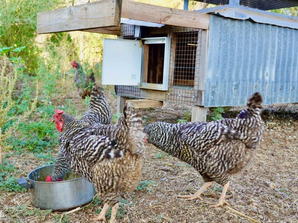 automatic door on a mobile chicken coop with chickens out in front