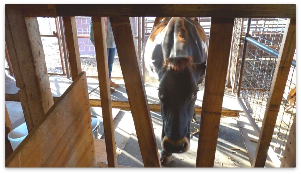 jersey cow putting head into milking stanchion