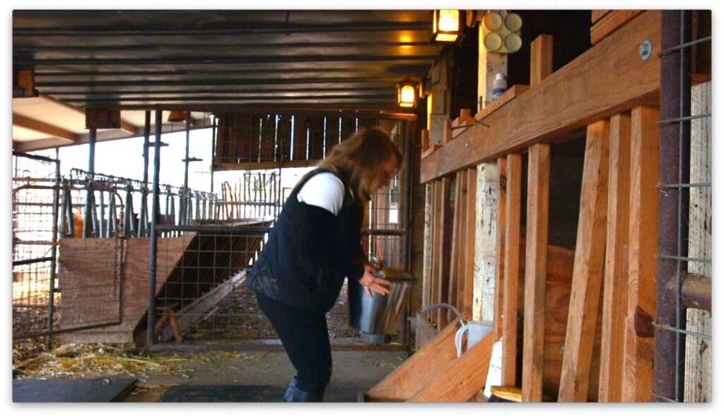 milk bucket to milk a cow