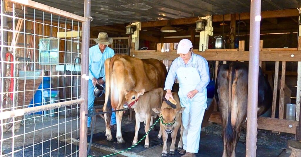 brushing a jersey calf 