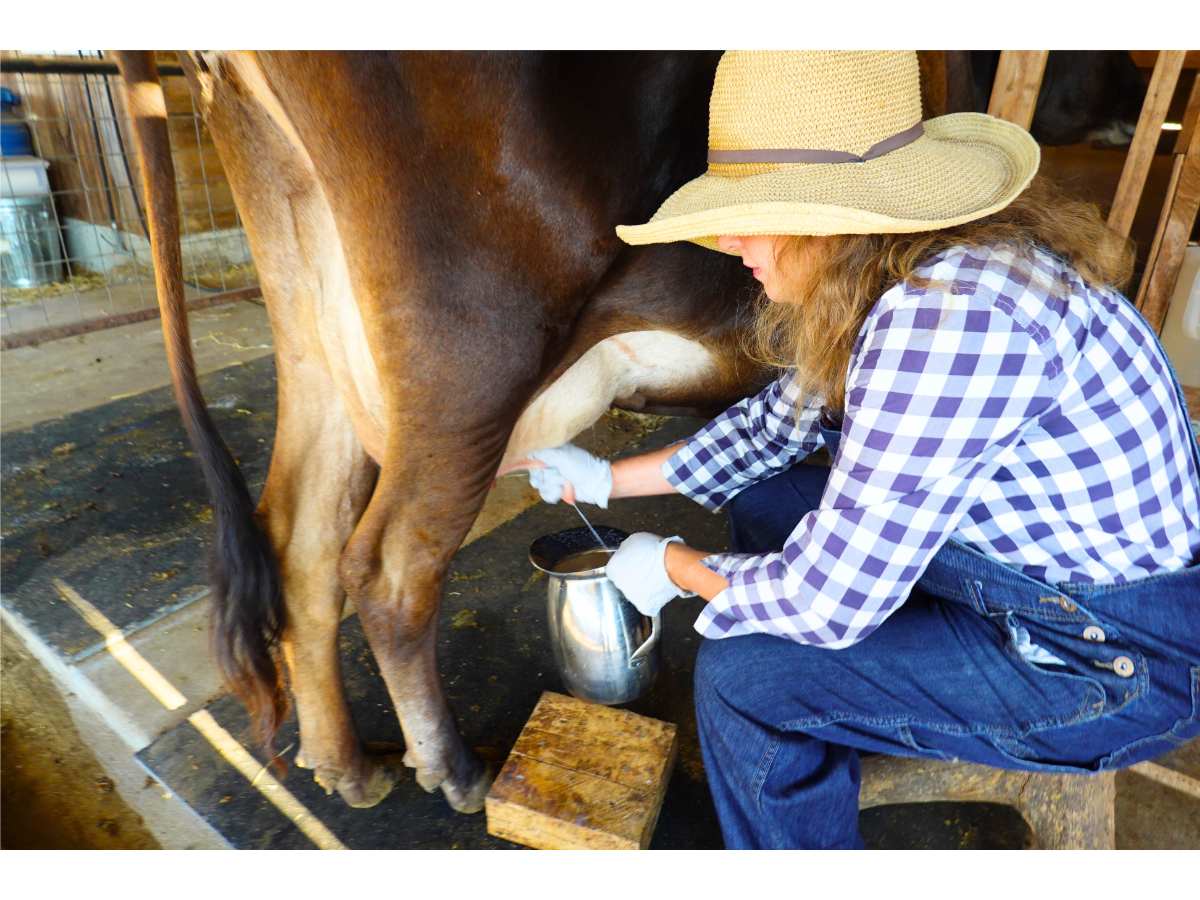 women milking a jersey cow
